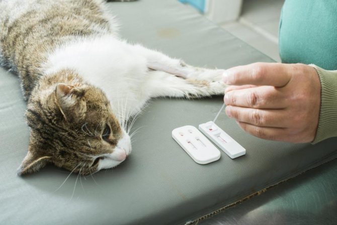 можно ли коту обработать рану перекисью водорода