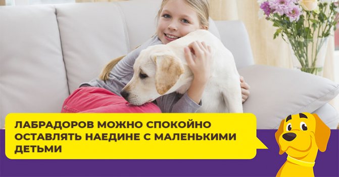 Можно ли содержать лабрадора в квартире: какие условия нужны и в чем заключается уход