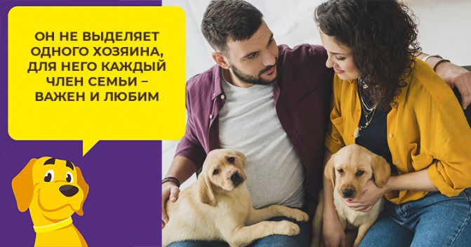 Можно ли содержать лабрадора в квартире: какие условия нужны и в чем заключается уход