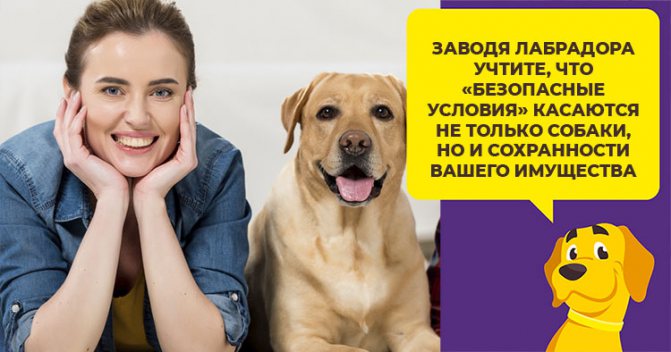 Можно ли содержать лабрадора в квартире: какие условия нужны и в чем заключается уход