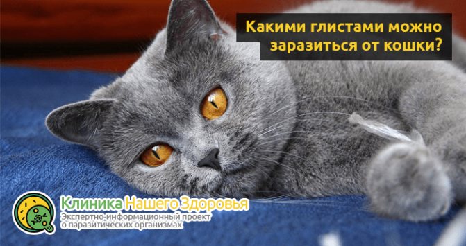 Можно ли заразиться глистами от кошки? Пути передачи опасных паразитов