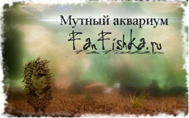 мутный аквариум