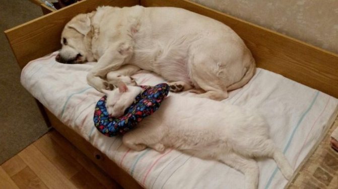 Мягкий послеоперационный воротник для кота