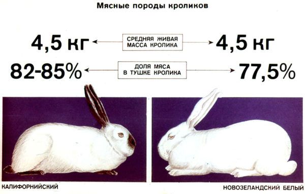 Мясные породы кроликов (в сравнении)
