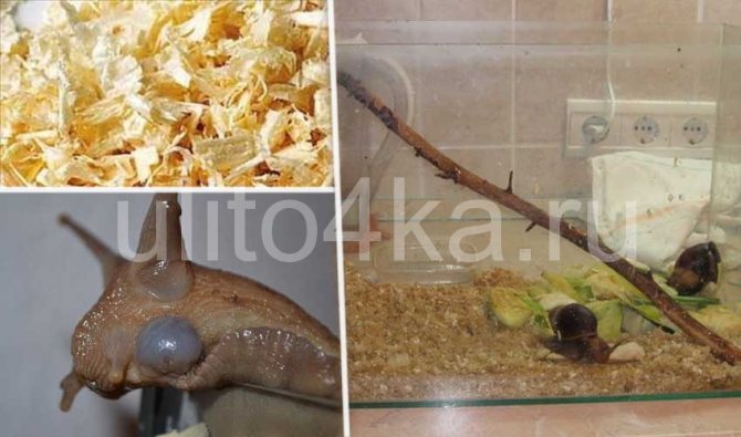 наполнитель для улитки