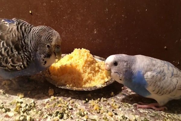 Не рекомендуют кормить попугаев хлебобулочными изделиями