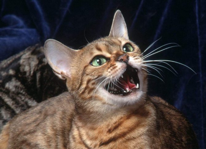 Некоторые коты просто любят поговорить