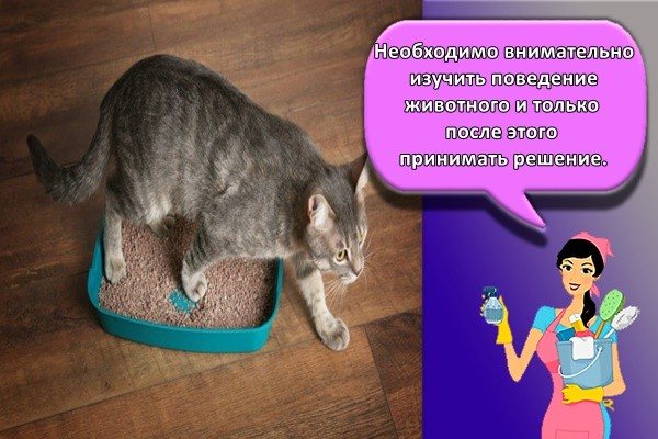 Необходимо внимательно изучить поведение животного и только после этого принимать решение.