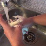 Неправильное купание крысы