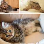 непроходимость кишечника у кошки