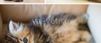 непроходимость кишечника у кошки
