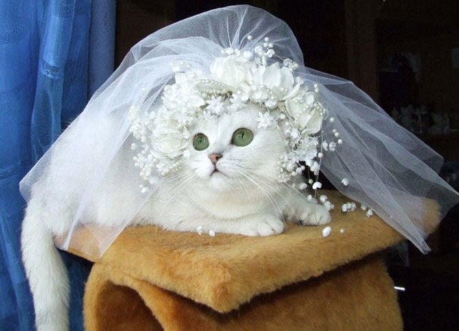 Невеста
