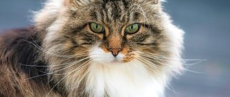 Норвежская лесная кошка