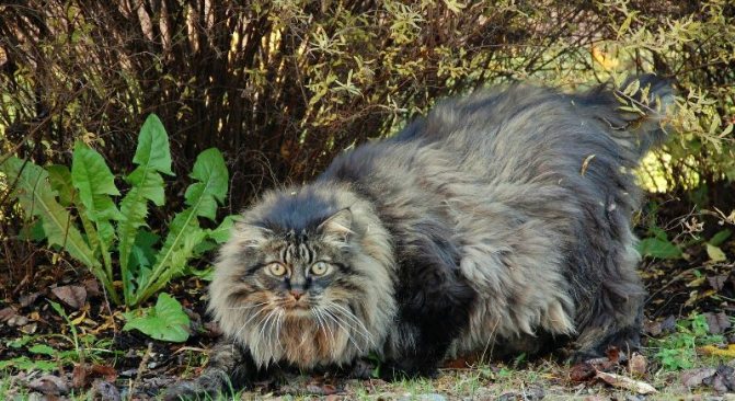 норвежский лесной кот