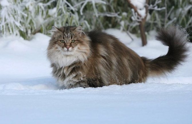 норвежский лесной кот