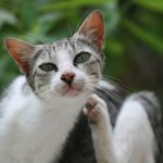 Нотоэдроз симптомы и лечение чесотки у кошек