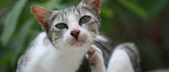 Нотоэдроз симптомы и лечение чесотки у кошек