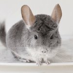 Новый хозяин для шиншиллы: завязываем дружбу и симпатию
