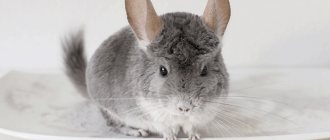 Новый хозяин для шиншиллы: завязываем дружбу и симпатию