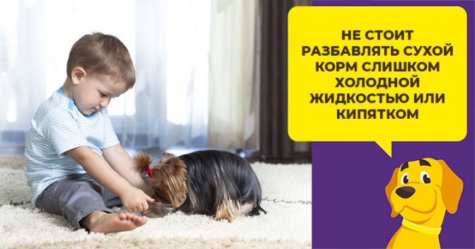 Нужно ли размачивать сухой корм для щенков и как правильно это сделать