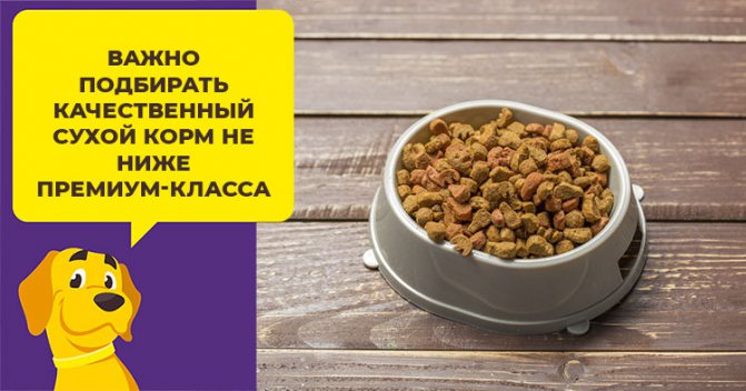 Нужно ли размачивать сухой корм для щенков и как правильно это сделать