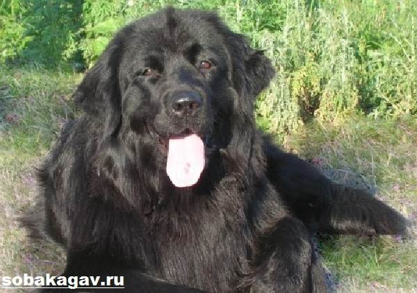 Ньюфаундленд-собака-Описание-особенности-уход-и-цена-ньюфаундленда-4