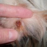образовался свищ на лапе у собаки