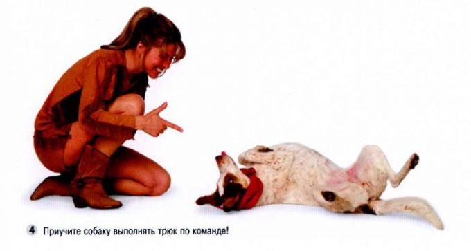 обучить собаку умирать по команде