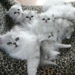 Один из важнейших аспектов в бизнесе по разведению кошек -это выбор прибыльной породы, которая будет иметь больше шансов на реализацию