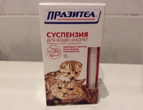 Однократного приема празитела, как правило, достаточно для выздоровления кота