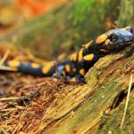 Огненная саламандра (Salamandra salamandra), фото фотография хвостатые амфибии pixabay