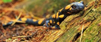 Огненная саламандра (Salamandra salamandra), фото фотография хвостатые амфибии pixabay