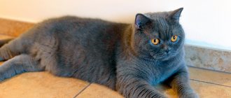 Окрасы британской кошки