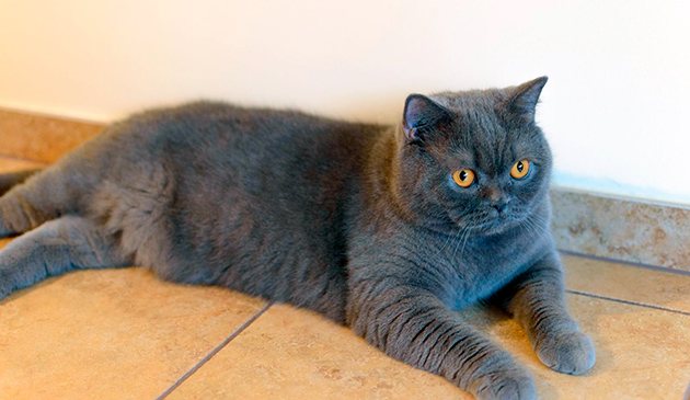 Окрасы британской кошки