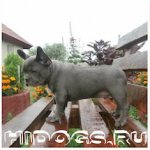 Окрасы французских бульдогов, голубой французский бульдог.