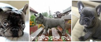 Окрасы французских бульдогов, голубой французский бульдог.