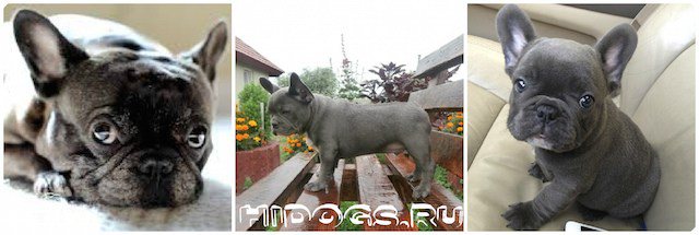 Окрасы французских бульдогов, голубой французский бульдог.