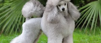 Описание собаки