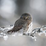 Описание воробьиного сыча фото