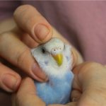 Определение пола по восковице