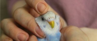 Определение пола по восковице