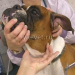 опухоли у собак