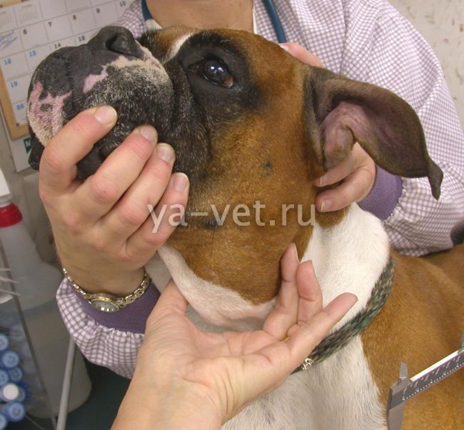 опухоли у собак