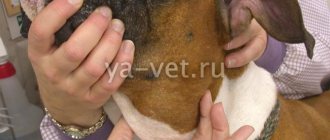 опухоли у собак