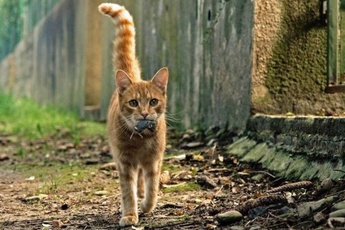Особенности характера и поведения кошек