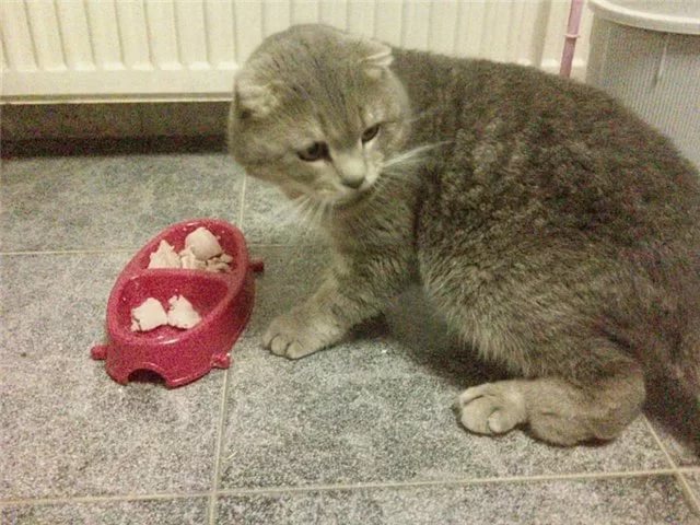 Отказ от пищи может сигнализировать о проблемах со здоровьем у кошки