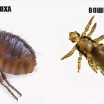 отличие блохи от вши