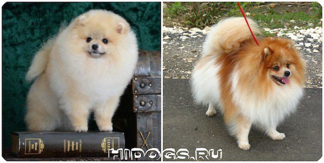 Отличие померанского шпица и немецкого, описание породы, различия.