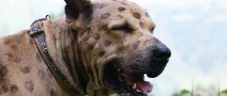 Пакистанский мастиф: фото и описание породы, отзывы владельцев