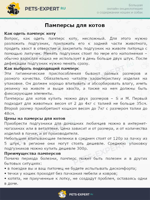 Памперсы для котов: применение и стоимость